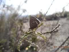 Leptotes andicola