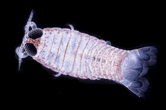 Cymothooidea