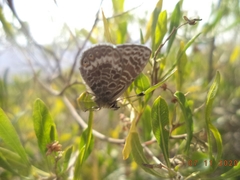 Leptotes andicola