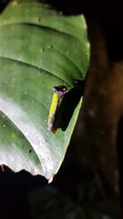 Zyzzogeton viridipennis
