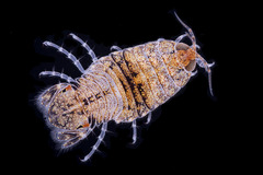 Cymothooidea