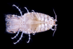 Cymothooidea