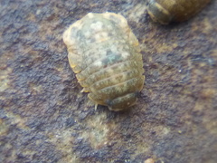 Exosphaeroma planulum