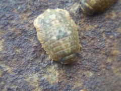 Exosphaeroma planulum