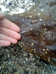 Exosphaeroma planulum