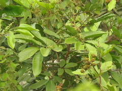 Cupania