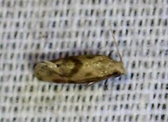 Platphalonidia magdalenae