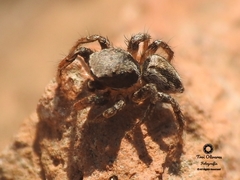 Habronattus altanus