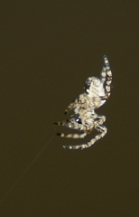 Araneus nordmanni