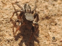 Habronattus altanus