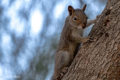 Sciurus niger limitis