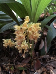 Calanthe densiflora