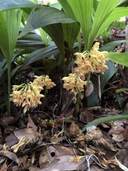 Calanthe densiflora