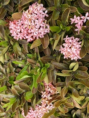 Ixora coccinea