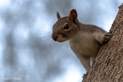 Sciurus niger limitis