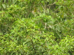 Bunchosia nitida