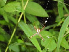 Argiope perforata