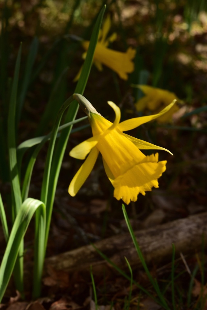 Narcissus confusus