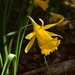 Narcissus confusus - Photo (c) Jeff Bisbee,  זכויות יוצרים חלקיות (CC BY-NC), הועלה על ידי Jeff Bisbee