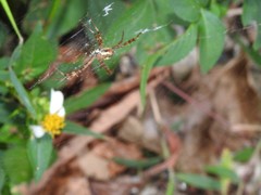 Argiope perforata