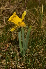 Narcissus confusus