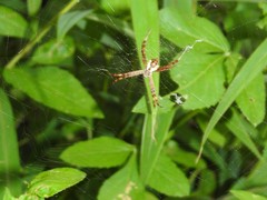 Argiope perforata