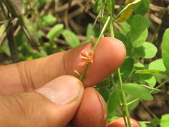Indigofera jamaicensis