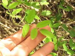 Indigofera jamaicensis