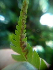 Phytoliriomyza tearohensis