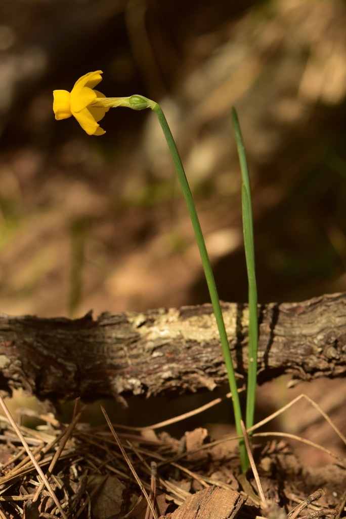 Narcissus cuatrecasasii
