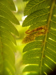 Phytoliriomyza tearohensis