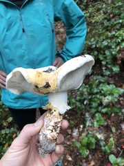 Tricholoma matsutake