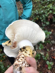 Tricholoma matsutake