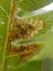 Phytoliriomyza tearohensis