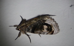 Zalissa catocalina