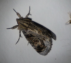 Zalissa catocalina