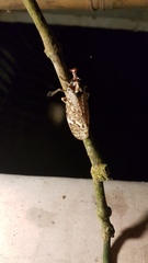 Phrictus moebiusi
