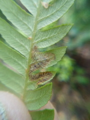 Phytoliriomyza tearohensis