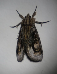 Zalissa catocalina