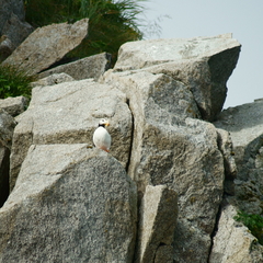 Fratercula corniculata