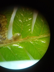 Phytoliriomyza tearohensis