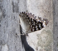 Hamadryas feronia