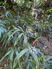 Schizostachyum diffusum