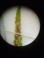 Phytoliriomyza tearohensis