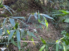 Schizostachyum diffusum