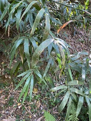 Schizostachyum diffusum