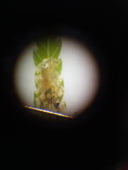 Phytoliriomyza tearohensis