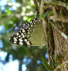 Hamadryas feronia