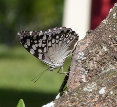 Hamadryas feronia