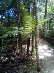 Phytoliriomyza tearohensis